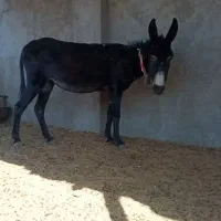 خر الاغ|حیوانات مزرعه|برخوار, |دیوار