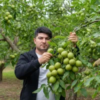 جشنواره پاییزی فروش نـهـاـل صنوبر تا 40٪ تخفیف|خدمات باغبانی و درختکاری|سراب, |دیوار