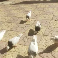 کبوتر طوقی شازده|پرنده|جهرم, |دیوار