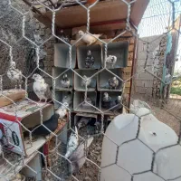 کبوتر به شرط