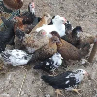 جوجه مرغ خروس محلی گلین|حیوانات مزرعه|رشت, رودبارتان|دیوار