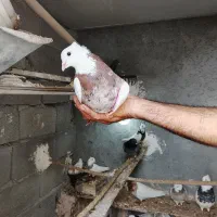 پرنده کبوتر