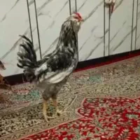 خروس گلین طوسی خال سوزنی