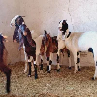 بز پاکستانی