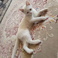 گربه بازیگوش سفید چشم نارنجی