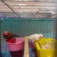 فنچ عروس پاریس مرغ عشق