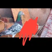 کبوتر سار هفت رنگ نر