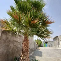 فروش نخل پالم|گل و گیاه طبیعی|رودان, |دیوار