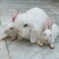 خرگوش لوپ ترکیش|موش و خرگوش|گرگان, |دیوار