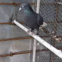 کبوتر. سیاه دم سفید نر