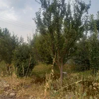 فروش باغ با۶۵۰مترودارای برق ودیوارکشی شده|فروش دفتر صنعتی، کشاورزی، تجاری|فولادشهر, A6|دیوار