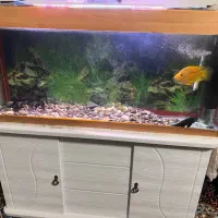 اکواریوم|ماهی|یزد, |دیوار