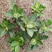 گل شفلرا .زاموفیلیا  برفی‌.یشم.برکین .روز مادر|گل و گیاه طبیعی|اراک, |دیوار