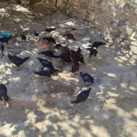 فروش  مرغ و خروس لاری|حیوانات مزرعه|بانه, |دیوار