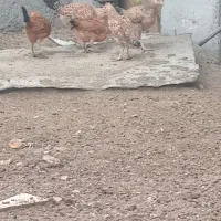 جوجه محلی شوروایی|حیوانات مزرعه|هامون, |دیوار