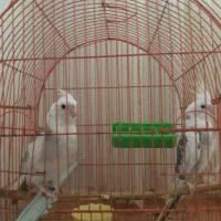 یک جفت عروس هلندی