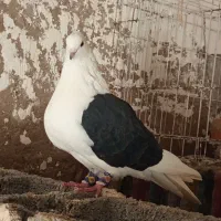 جفت دوکت|پرنده|شادگان, |دیوار