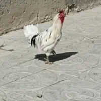 خروس مرغ