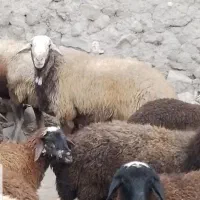 یک راس قوچ دامازدخ نسل شال