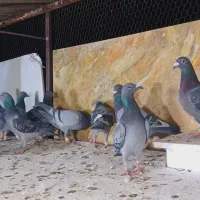 کبوتران علی خلیلی|پرنده|مشهد, انصار|دیوار