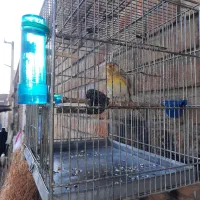 سهره قناری تازه صاف روبه مستی