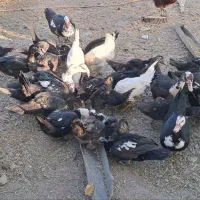 اردک شمالی|حیوانات مزرعه|کنگاور, |دیوار