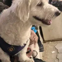 سگ گمشده مژدگانی بیست میلیون