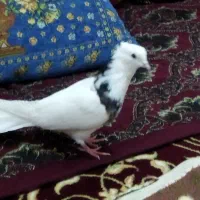 کبوتر طوقی نر  معاوضه