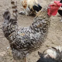 خروس آمروک ۱ساله