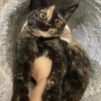 واگذاری پیشی کوچولو