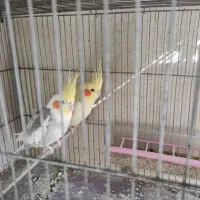 عروس هلندی سخنگو ،کوتوله نر ابی، جفت فنچ لپ سیاه