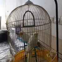 عروس هلندی لو تینو|پرنده|نجفآباد, یزدانشهر|دیوار