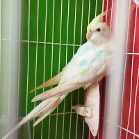 عروس هلندی آلبینو