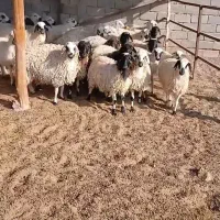 گوسفند زنده بره نر بره ماده