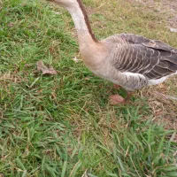 غاز قو|حیوانات مزرعه|رشت, بازار|دیوار