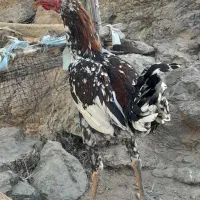 خروس محلی