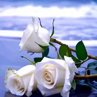 گل واسه گلا