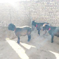 بره بختیاری