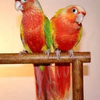 طوطی آناناسی رد اکستریم مولد