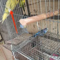 فروش و معاوضه چند عدد پرنده