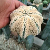 کاکتوس آستریاس