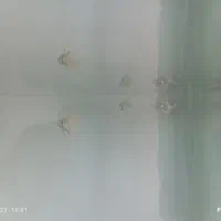 همه نوع ماهی