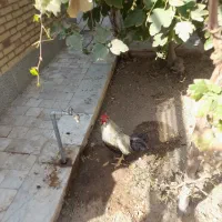 خروس