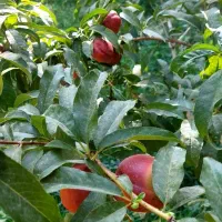 باغ گردو بادوم حدودا ۸۰۰ متر
