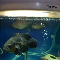 ماهی اسکار|ماهی|تهران, نظام‌آباد|دیوار