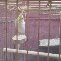 دوعدد عروس هلندی  نر معاوضه با ماده