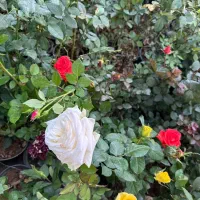 فروش ویژه گل رز و گل ها باغچه ای