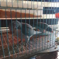 پرنده زینتی راهب