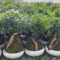 پیتسپروم بنسای عمده (میخک هندی)|گل و گیاه طبیعی|عباسآباد, |دیوار