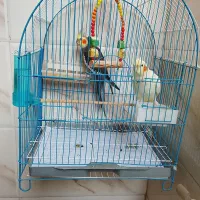 عروس هلندی جفت خشکل
